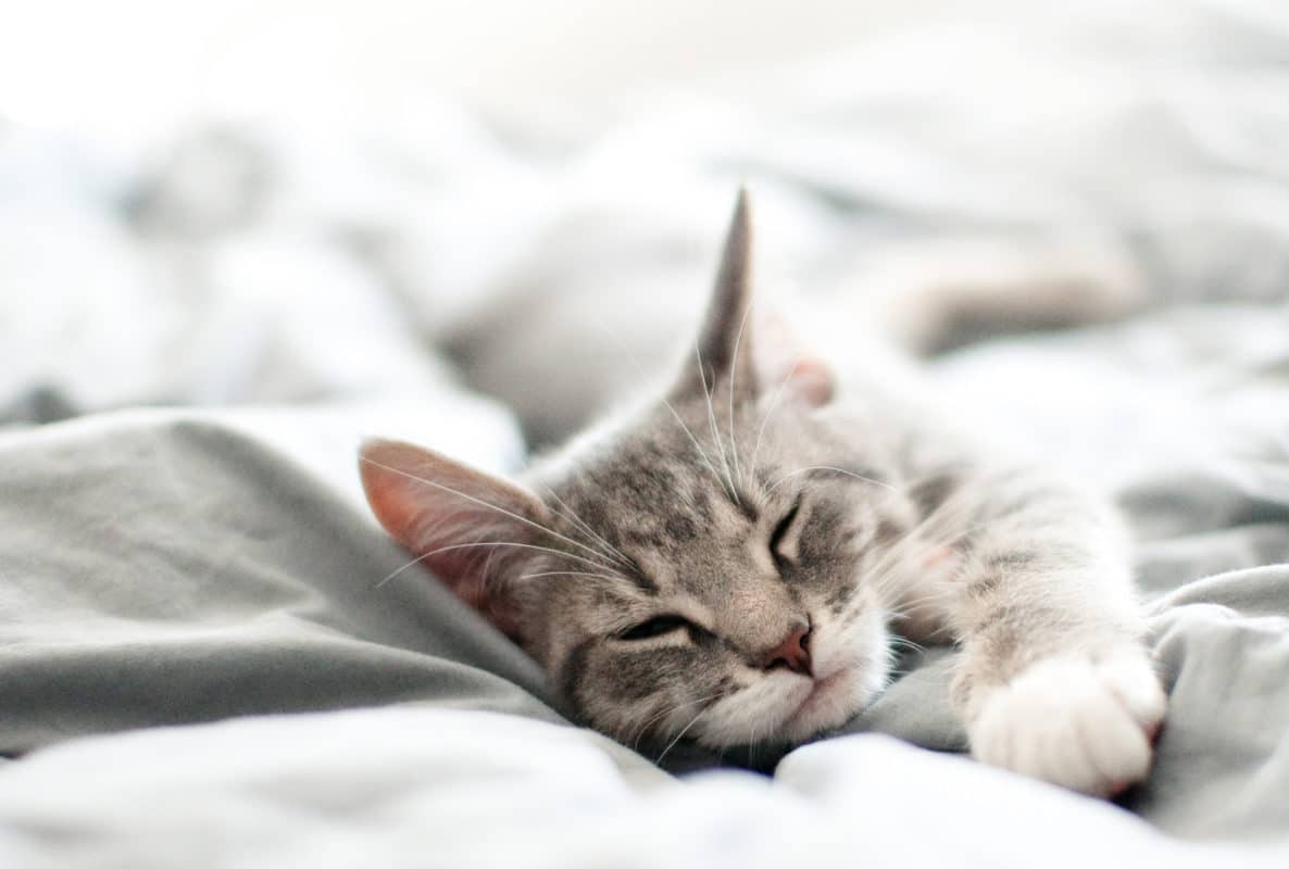 Chat gris endormi