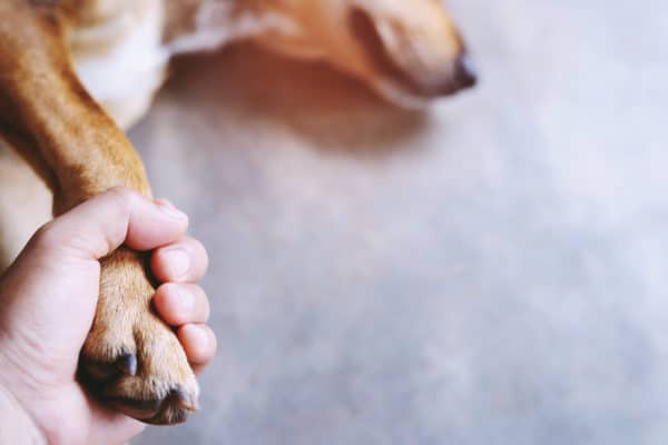 owner petting his dog, Hands holding paws dog are taking shake hand together while he is sleeping or resting with closed eyes. empty space for text.