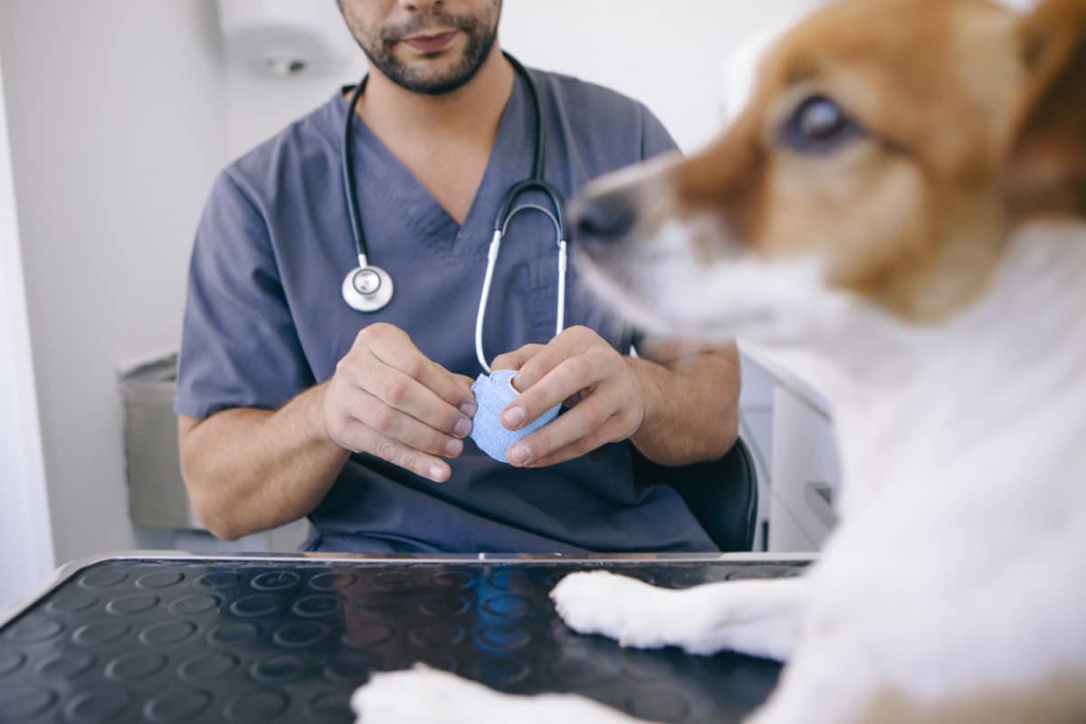 doctor about to cure a wounded dog