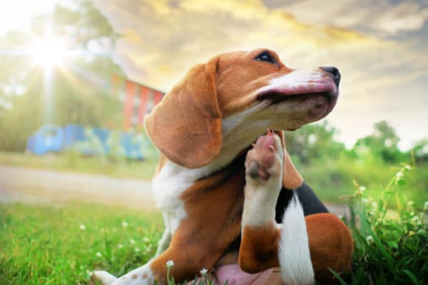 Beagle dog scratching body on green grass outdoor in the park on sunny day.