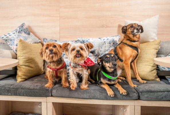 Four funny cute dogs ex abandoned homeless adopted by good people and having fun on the pillows in the pet shop enjoying new life selective focus