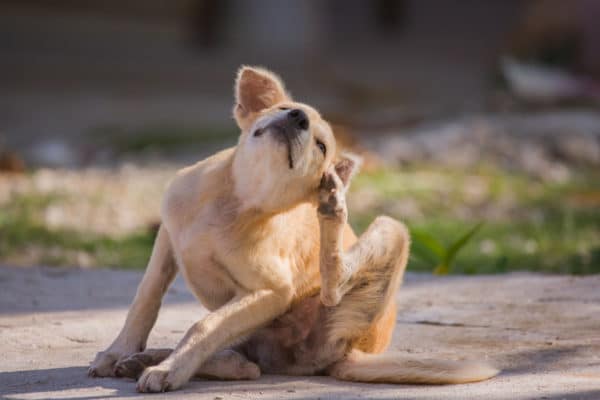 brown dog scratching itself