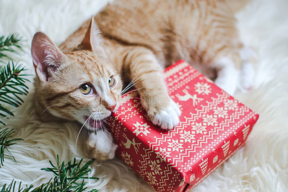 Cute little ginger kitten laying in soft white faux fur blanket, holding red paper gift box Christmas New Year Concept vintage