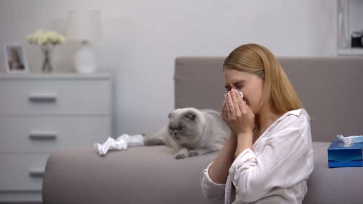 Woman sneezing from cat allergy, scottish fold sitting on couch, antihistamines