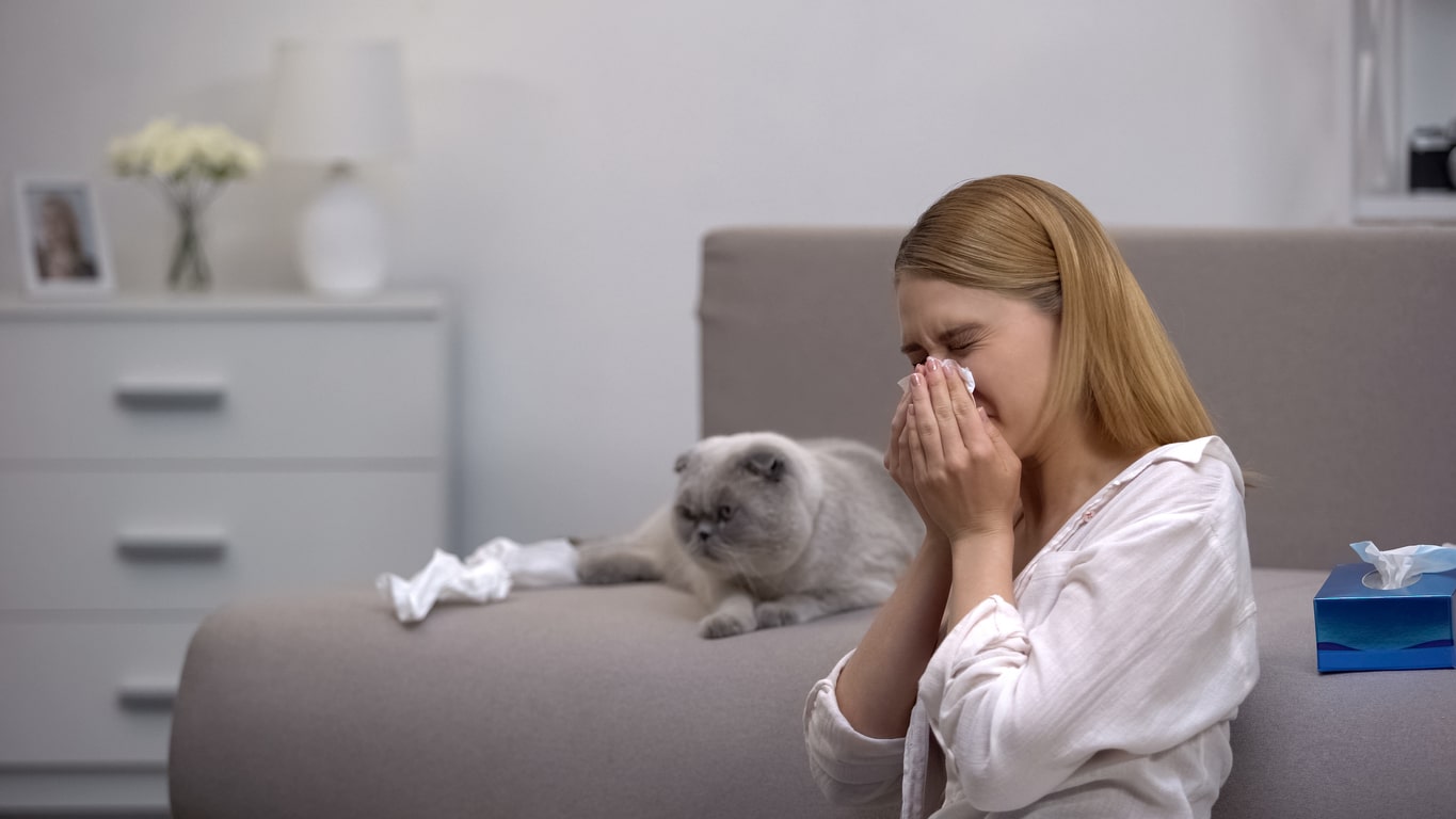 Woman sneezing from cat allergy, scottish fold sitting on couch, antihistamines