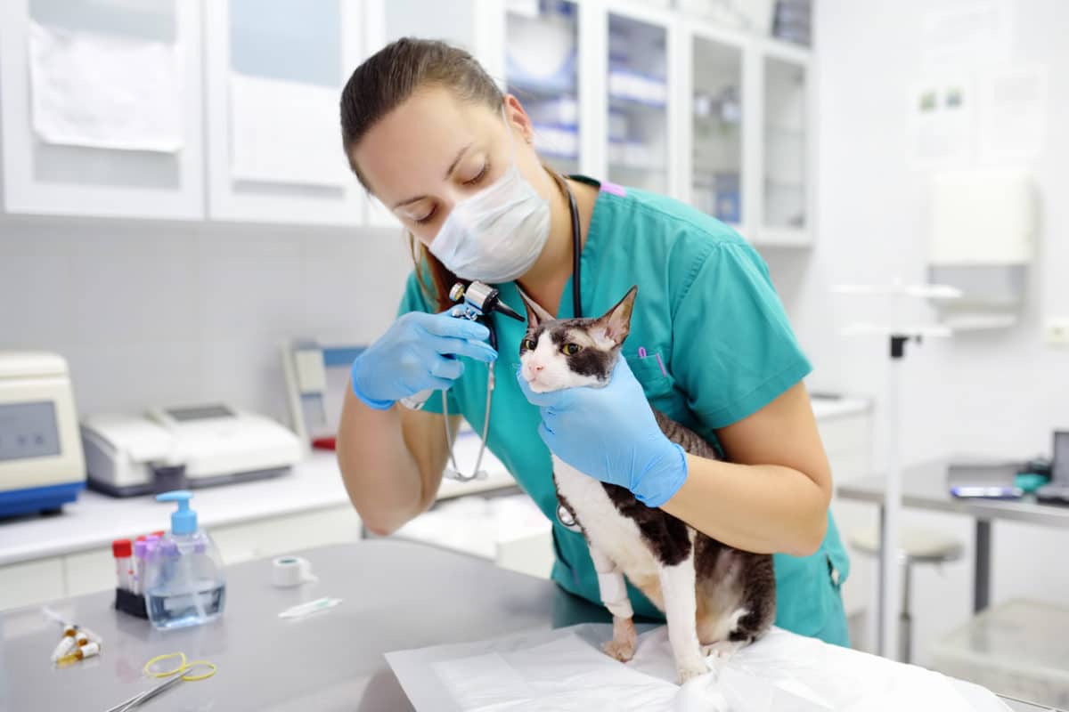 Veterinarian doctor wearing face mask checking the ears of cat of the breed Cornish Rex with otoscope in veterinary clinic during covid epidemic. Veterinary aid for pets.