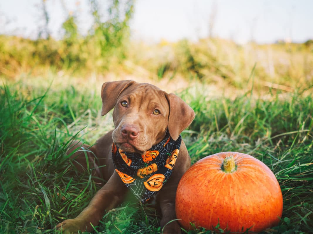 Sweet puppy of chocolate color on the grass on a sunny morning and bright scarf with a pumpkin