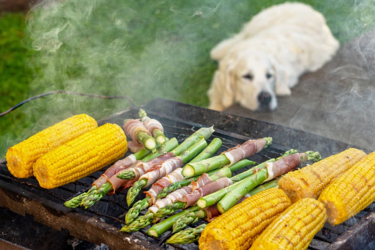 Gourmet barbecue. Grill veggies - corn, asparagus with bacon and prosciutto. Golden retriever napping during family barbeque in the backstage of summer terrace.