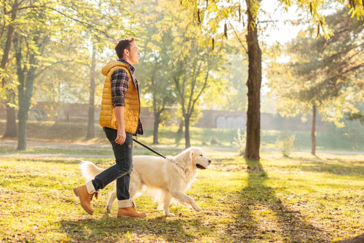 Profile shot of a young guy walking his dog in a park on a sunny autumn day