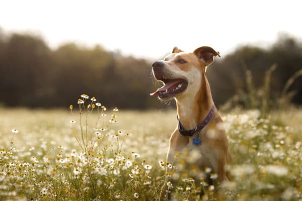 Happy dog in the fields