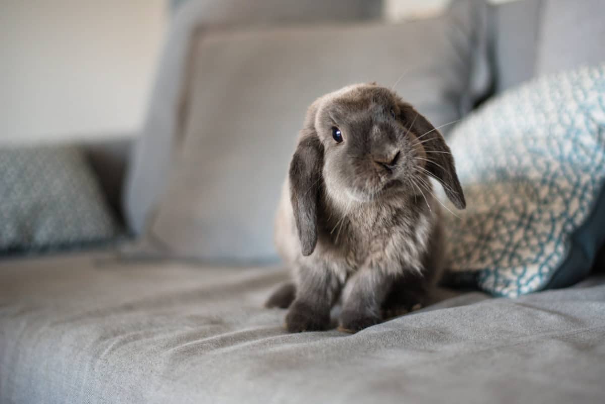 Cute bunny on the sofa