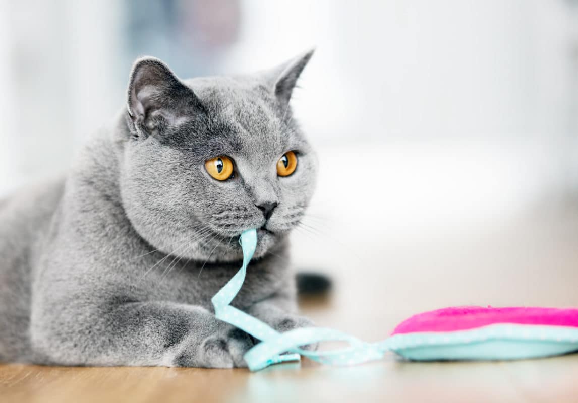 British Shorthair cat playing with a toy