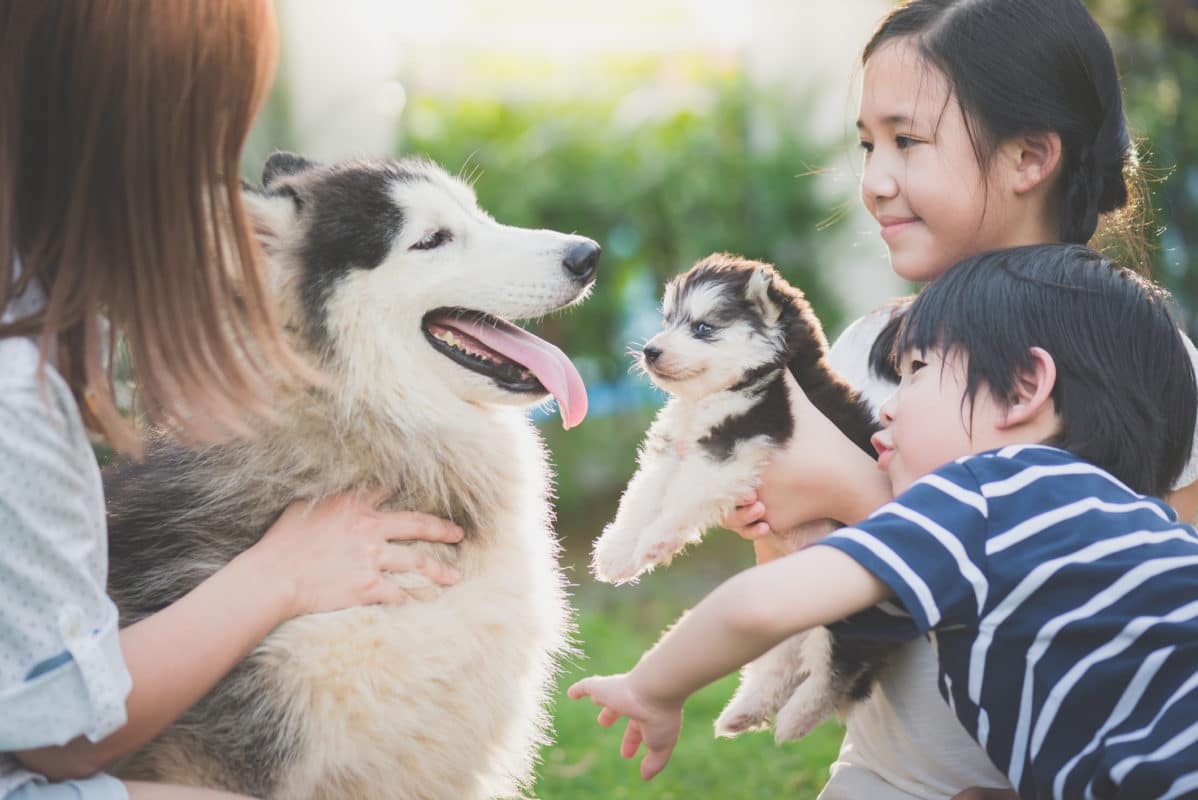 Asian family playing with siberian husky dog