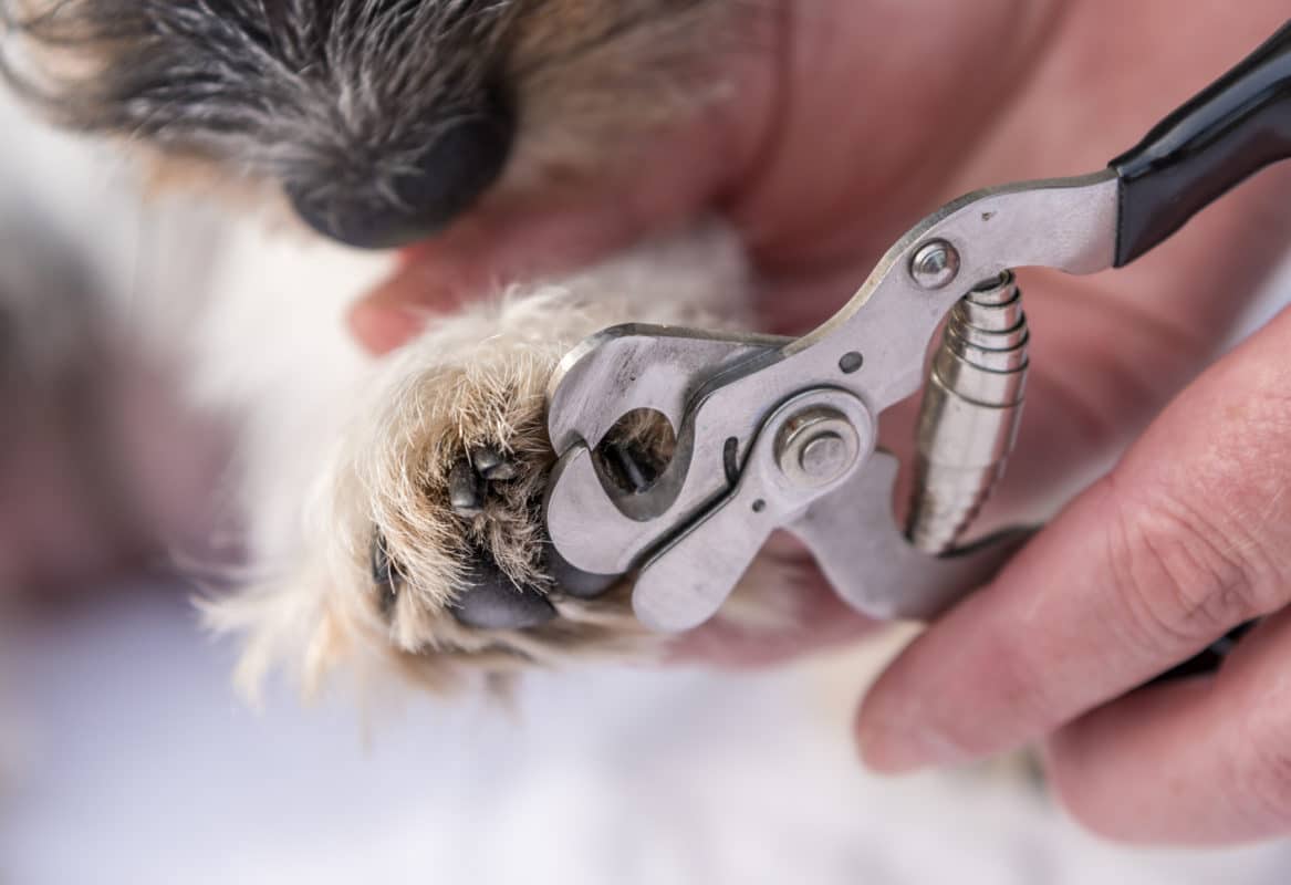 Claw cutting at the dog - grooming
