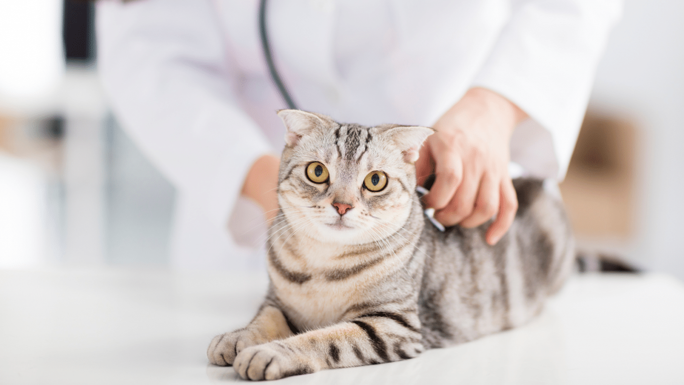 chat sur la table d'un vétérinaire