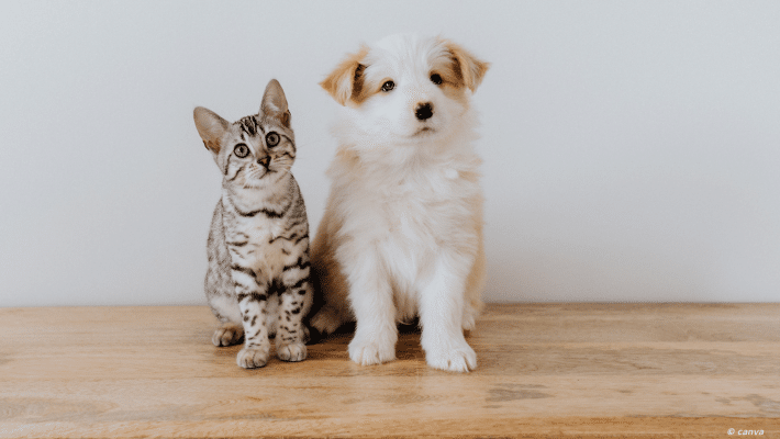 chaton et chiot