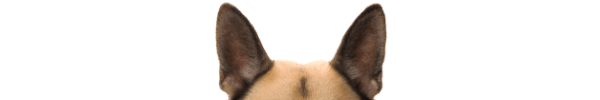 oreilles de chien