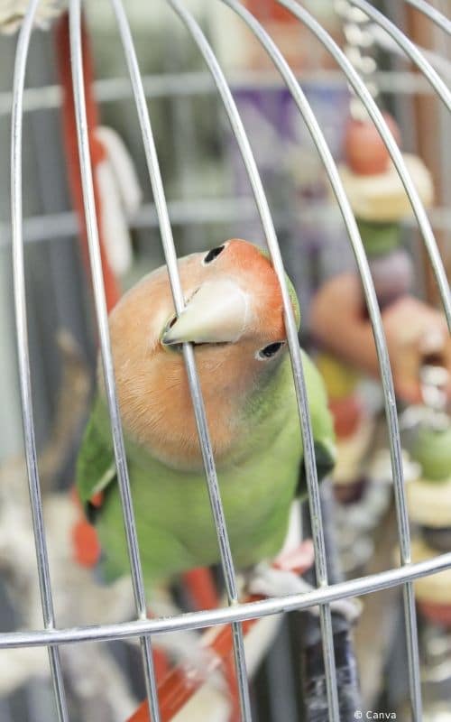 Perroquet dans une cage