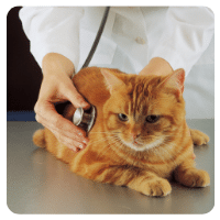 Chat oscillé par un vétérinaire