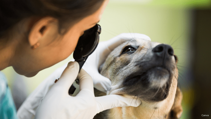 vétérinaire faisait un test oculaire sur un chien