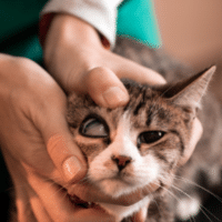 examen oculaire chez un chat