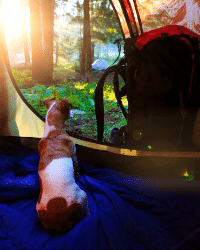 chien dans une tente