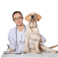 Vétérinaire en consultation avec un labrador