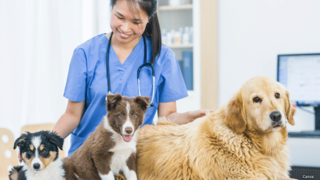 Vétérinaire avec 3 des ses patients