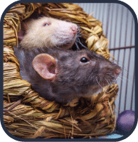 2 rats domestiques