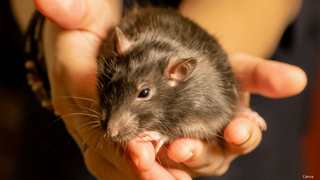rat domestique dans des mains