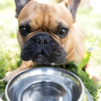 Bulldog français avec un bol d'eau