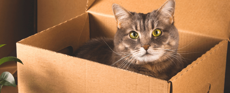Chat dans une boite, prêt pour déménager