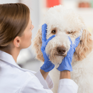 Vétérinaire examinant des yeux d'un chien