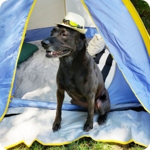 chien en camping