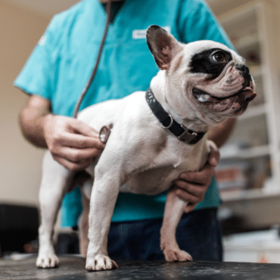Vétérinaire avec un bulldog français