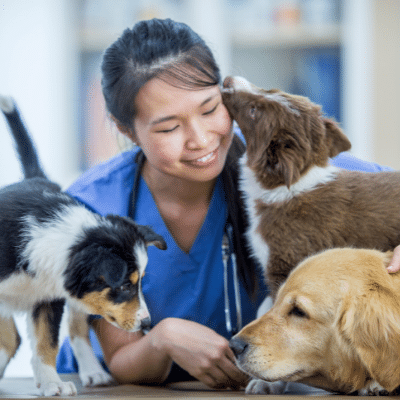 Octobre, le mois des technicien(ne)s en santé animale (TSA). C'est quoi le  métier «d'infirmière» pour les animaux? - Dre Lucie Hénault