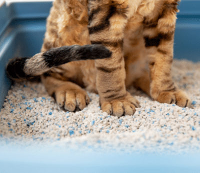 Chat constipé - Comment traiter la constipation de votre chat ?