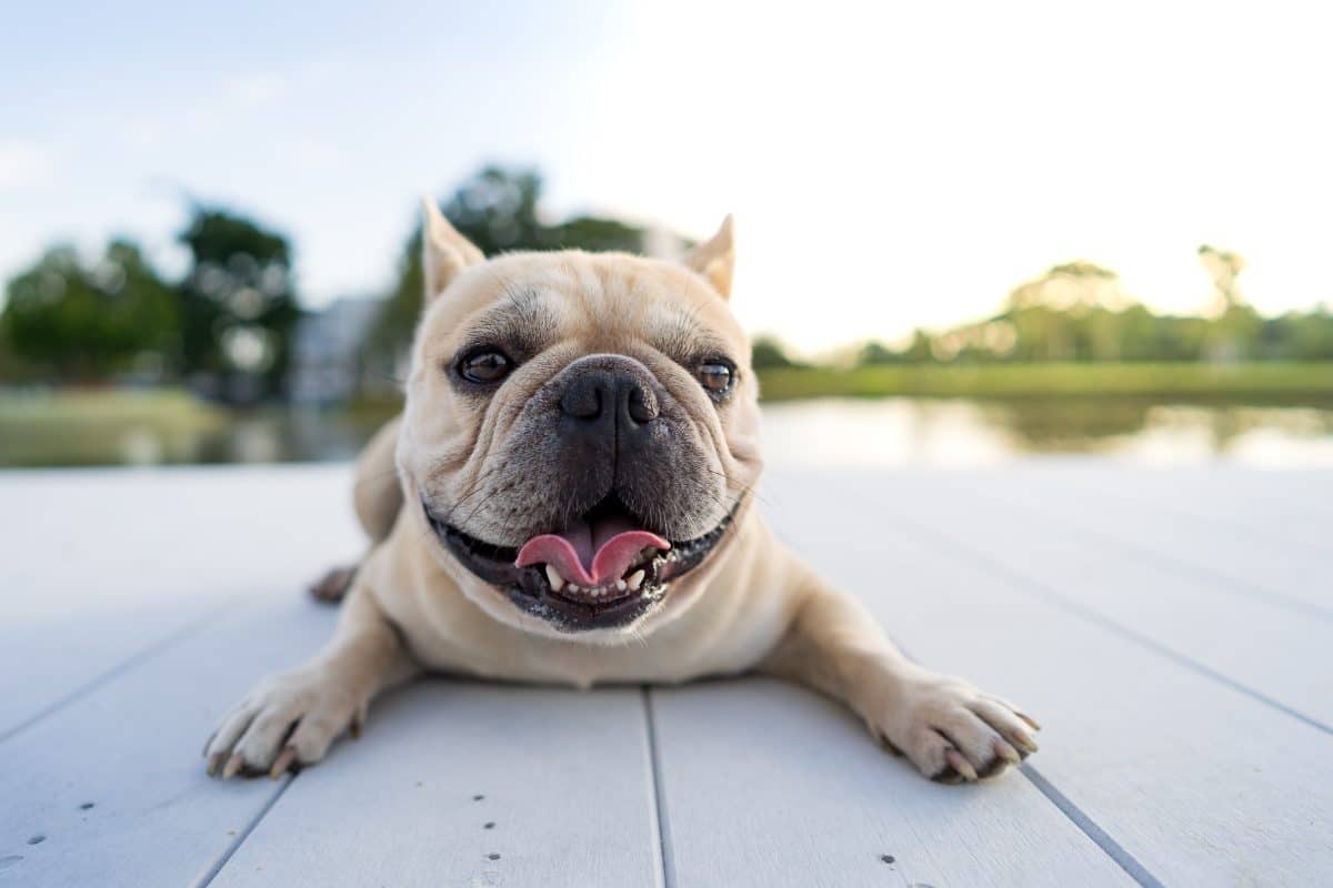 bulldog français heureux couché sur patio de bois