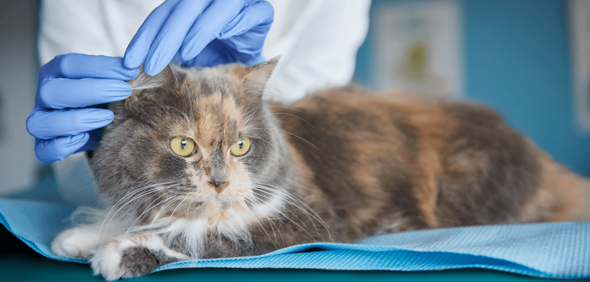 Vétérinaire vérifiant l'état de l'oreille du chat Photo