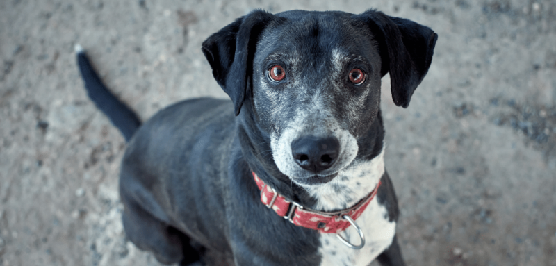 gros plan chien hybride métis noir avec une martingale rouge
