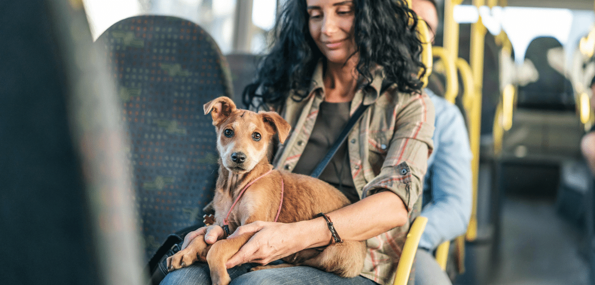 Les chiens en laisse pourraient être admis dans le métro de Montréal