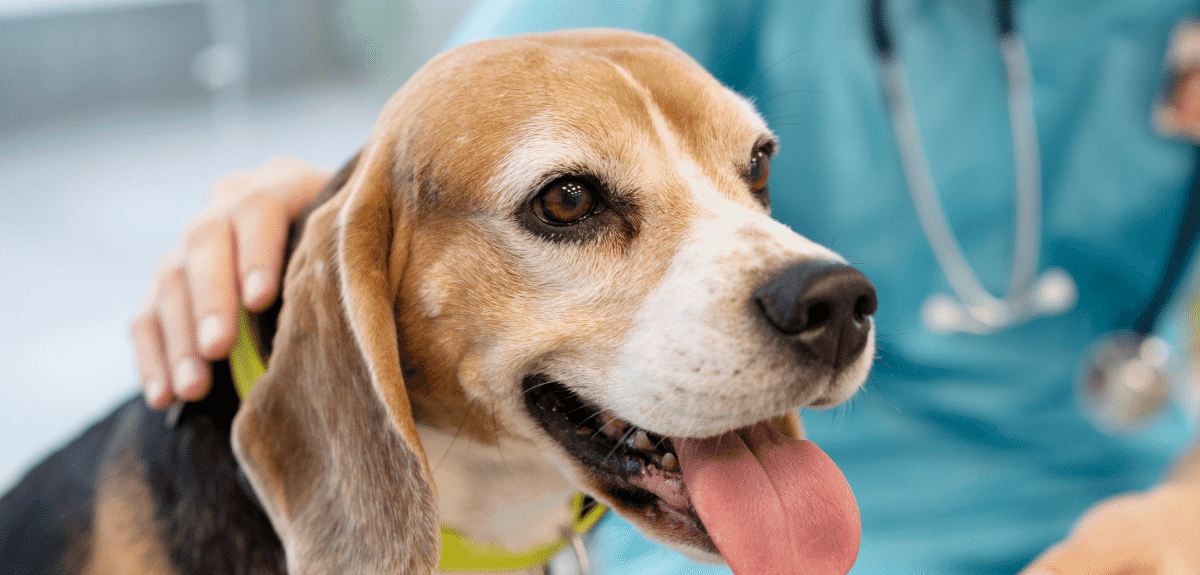 chien au vétérinaire pour recevoir ses vaccins annuels