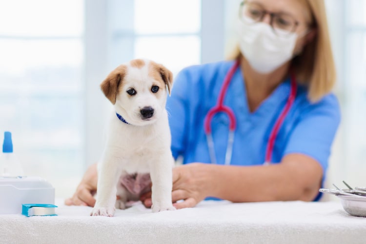 Vaccin chiot vétérinaire