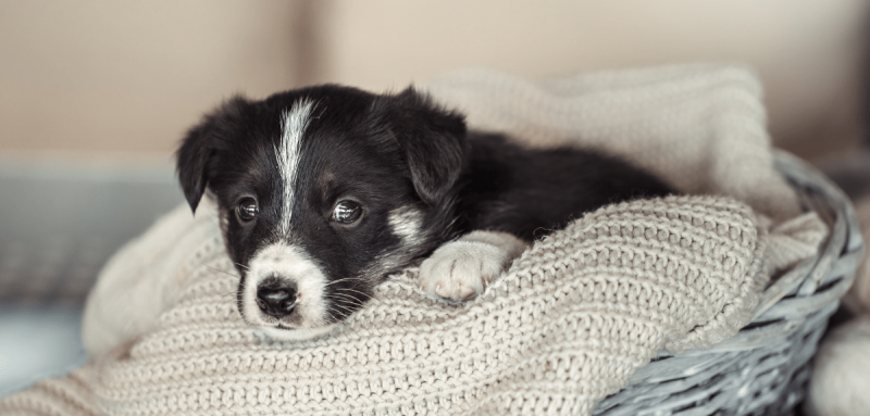 Petit chiot mignon couché sur une couverture grise