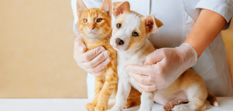 Vétérinaire examinant le chien et le chat