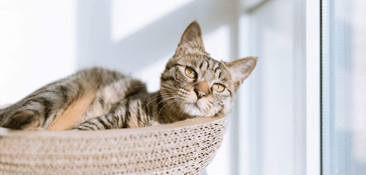 jeune chat mignon couché dans un panier dans la maison au soleil