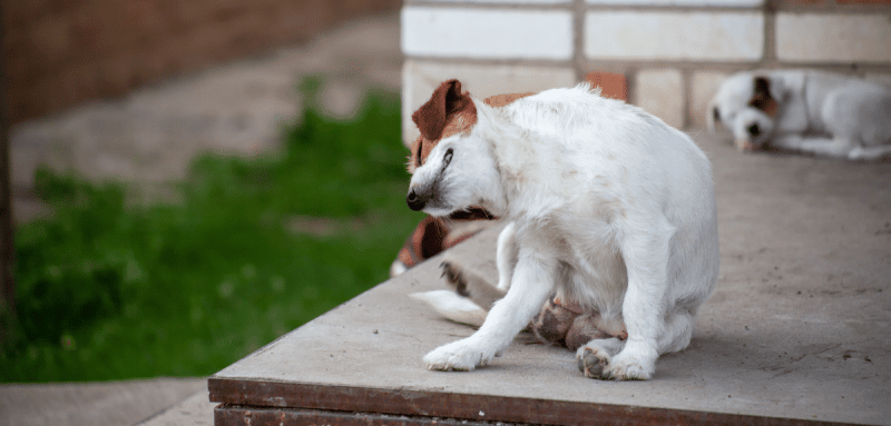 Jack russell terrier souffre de piqûres de puces et de tiques animaux de compagnie avec un problème de parasites chien