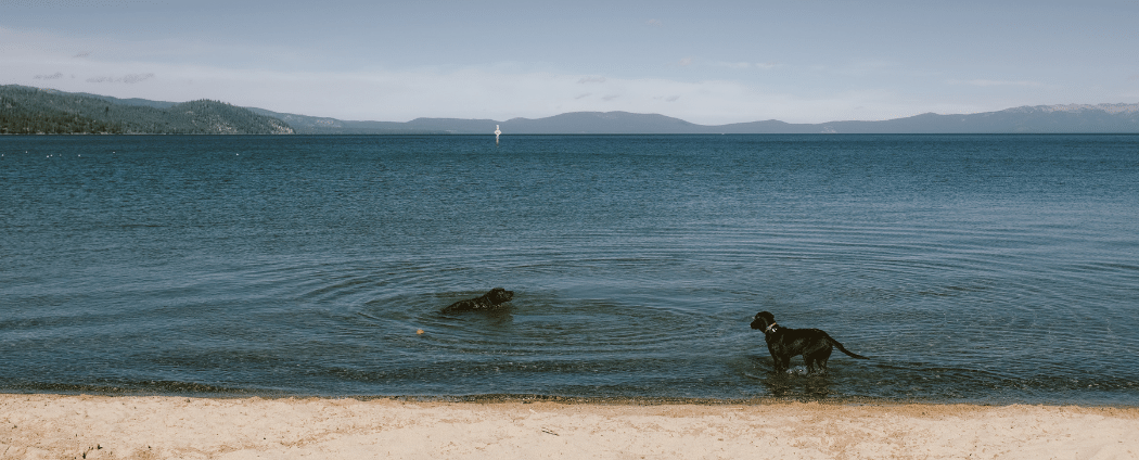Deux chiens se baignant dans l'eau d'un lac avec plage de sable