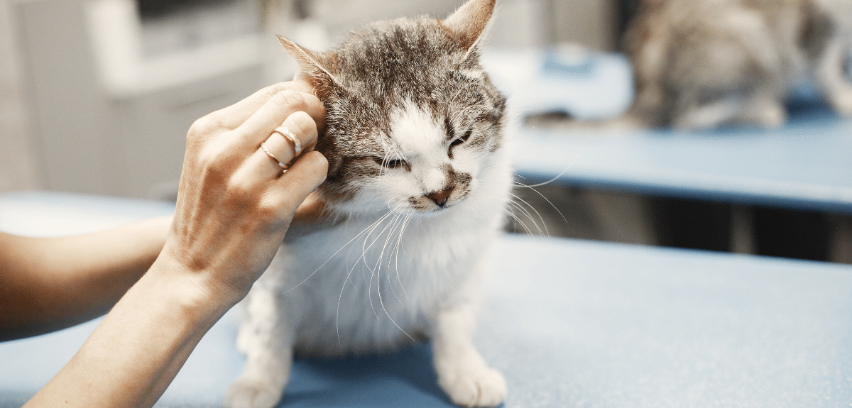 Mon chat se gratte l'oreille : comment traiter l'inflammation des
