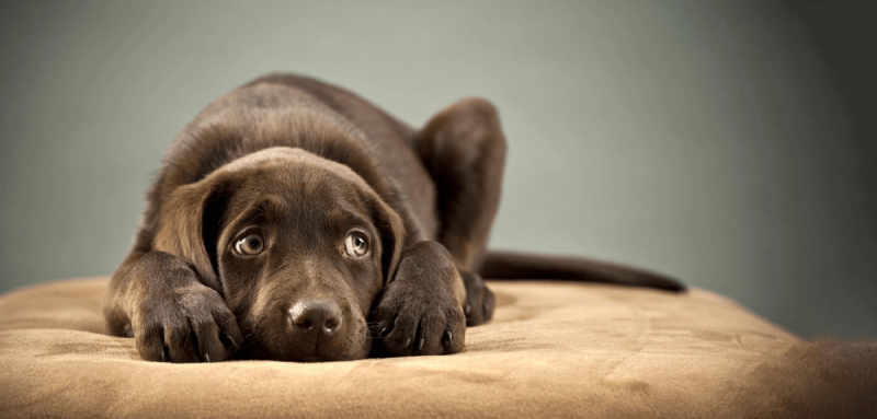Chien anxieux. On ne cherche pas à qui la faute.